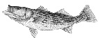 Image result for striped bass